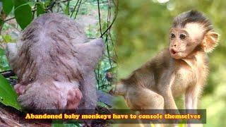 The baby monkey was abandoned by the mother monkey and could only comfort herself