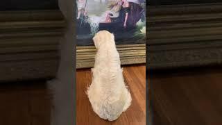 Legendary Acres Hobby Farm: Art appreciation with Atlas the Golden Retriever and the huge painting!