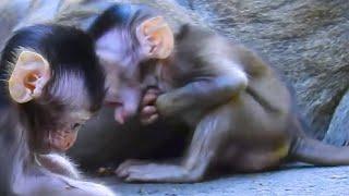 喉に詰まらせた赤ちゃん猿 / Baby monkey choking / monpai monyet baby monkey サル 猿