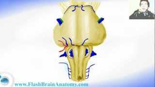 Lessons And 3D Anatomy Software: Medulla Oblongata Anatomy