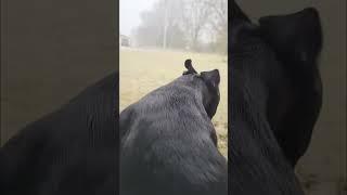 #The dog that's afraid of thunder.dog #dogsoftiktok #animal #foryou #funnydogvideos #pet #pets
