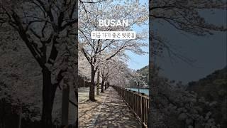 부산 벚꽃 명소 지금 가기 좋은곳 #기장가볼만한곳