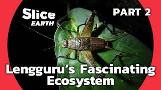 Lost World Revealed: Discovering Hidden Treasures of Papua's Lengguru Massif | SLICE EARTH | PART 2