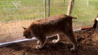 Max Canada Lynx Home Repair Again