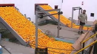 Dormas | Citrus Handling Equipment with Aweta Electronic sizer - Letaba Estates 2008