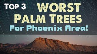 Top 3 - Worst Palm Trees for Phoenix Area!