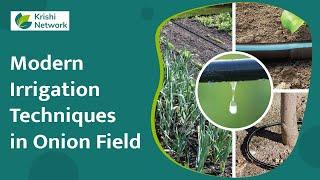 Modern Irrigation Techniques in Onion Field | Information | | Krishi Network |