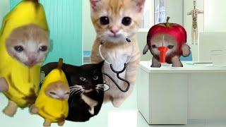 Baby Banana Cat Compilation ️ 2 Minutes #53