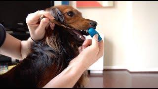 DJANGO - How to Brush Your Dog's Teeth If They Hate It