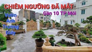 TIN QUÁ BẤT NGỜ ! Anh TRƯỜNG GIẤY mua liền 1 lúc GẦN 10 TP XUẤT SẮC * xem những CÂY MỚI MÃN NHÃN *