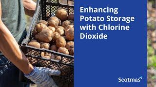 Enhancing Potato Storage with Chlorine Dioxide - Scotmas