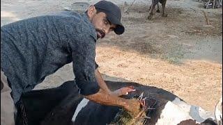 Rumenotomy in Cow by Dr Harpreet kamboj