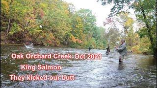 King Salmon Fishing - Oak Orchard Creek   NY Oct 2021