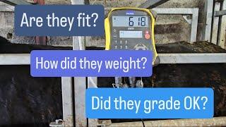 Are they fit this time? A follow-up video on the finishing cattle and we have some new calves!