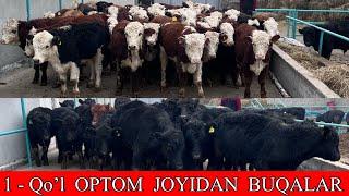 OPTOM JOYIDAN 1- QO’L  ️90-560-84-91 ABERDIN ANGUS VA. GERIFORT BUQALAR SOTILADI. Dastafka bor