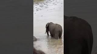 Elephants water hole #elephant #animals #wildlife #africa  #travel