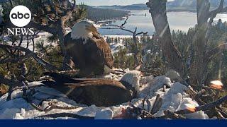 All eyes on bald eagle family as they expand nest