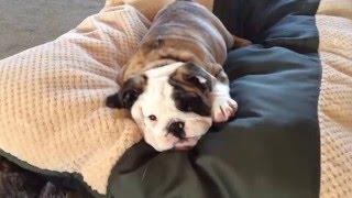 Reuben the Bulldog Throws a Tantrum