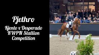 Pjethro at the first round of the KWPN Stallion Competition 2024/2025