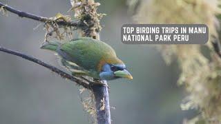 Top Birding Trips in Manu National Park Peru - Birding Peru Trips