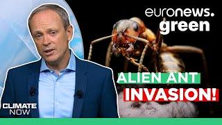 Alien ant invasion: how climate change helps exotic species colonise Europe