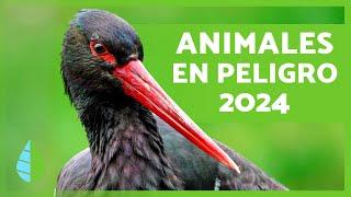 ANIMALES en PELIGRO de EXTINCIÓN 2024 ️ (Top 10)