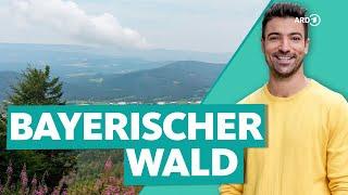 Adventure in the Bavarian Forest – hiking and cycling in Germany's "wildest" forest | WDR Reisen