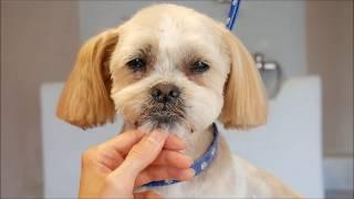 PetGroooming - Grooming  Shih Tzu Mix