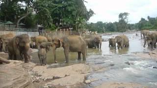 Sri  Lanka,ශ්‍රී ලංකා,Ceylon,Pinnawala Elephant Orphanage 11