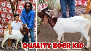 Sadiq Bhai ka Top Quality Healthy Adant Boer male at Aurangabad Maharashtra