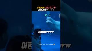 장난 쳤다가 당황한 벨루가 #동물 #벨루가