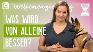 Was wird von alleine besser - und was nicht? [Welpenerziehung]