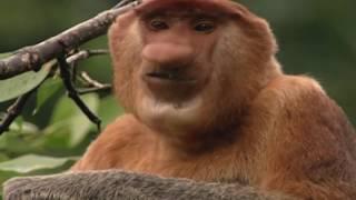 Clown of the Jungle   Proboscis Monkey of Borneo   Documentary Full Length