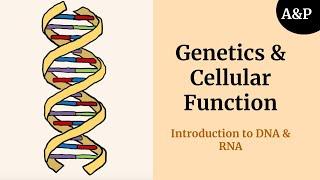 What is DNA? | Genetics and Cellular Function Part 1