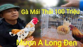 Mượn Gà Tre Thái 100 Triệu A Long Đen Về Đúc Lấy Đàn /Nhân Tạ Mốt