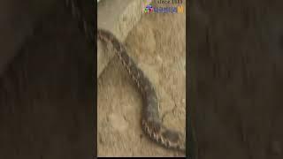 뱀과 살고있는 횡성 땅꾼 집 제6탄