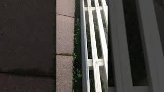 How to [Gutter cleaning- Plants in gutters means gutter cleaning needs to be done more often]