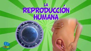 LA REPRODUCCION HUMANA | Videos Educativos para Niños