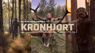 Red deer in Poland - Hunting for huge red stag in rut | Jakt är Jakt