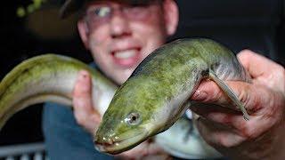 Eel catch clean cook - Eel fishing - How to catch eels. How to cook eels