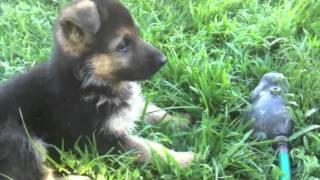 Funny German Shepherd Puppy. Dunder trying to herd a sprinkler!