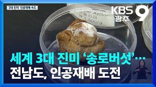 세계 3대 진미 ‘송로버섯’…전남도, 인공재배 도전 / KBS  2023.06.06.