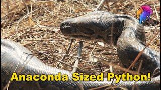 Biggest Snake in Africa | Wildest Kruger Sightings