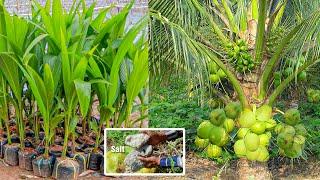 How to Grow Coconut Tree fast harvest in 3 years - Growing Coconut Tree From Seed - Coconut Farming