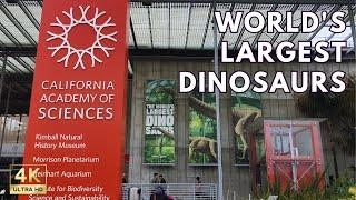 California Academy of Sciences Museum Worlds Largest Dinosaurs in San Francisco