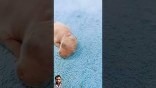 #rabbite #rabbitrabbit #bunnys #bunny #pets #tiktok #cute #trending #rabbit #animals #viralvideo