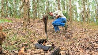 The man's terrifying moment when he discovered a pack of ferocious king cobras in the forest+