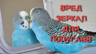 ️ЗЕРКАЛО попугаю НЕЛЬЗЯ! Поясню на примере #зеркало #попугай