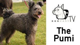 The Pumi Dog - DogCast TV S02E12