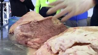 Dissecting a cow's udder